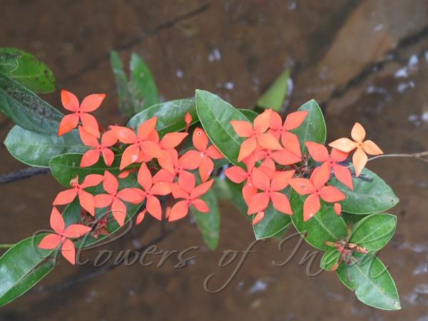 Red Ixora